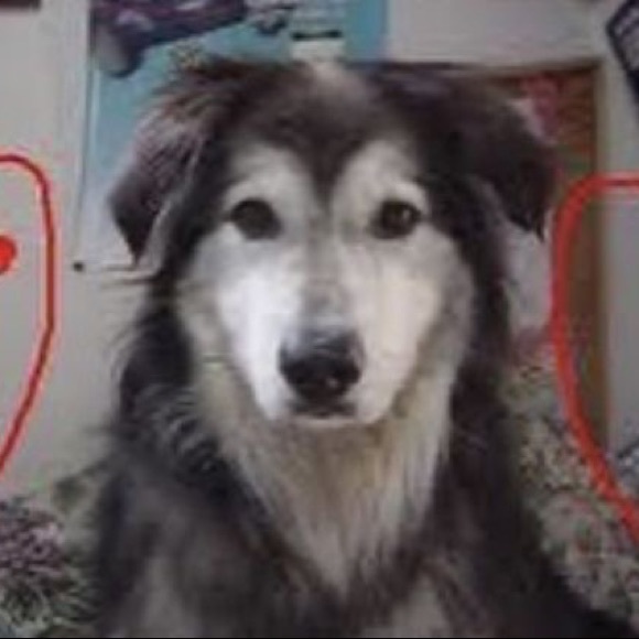 Meet your Posher, Niko - Picture 1 of 1